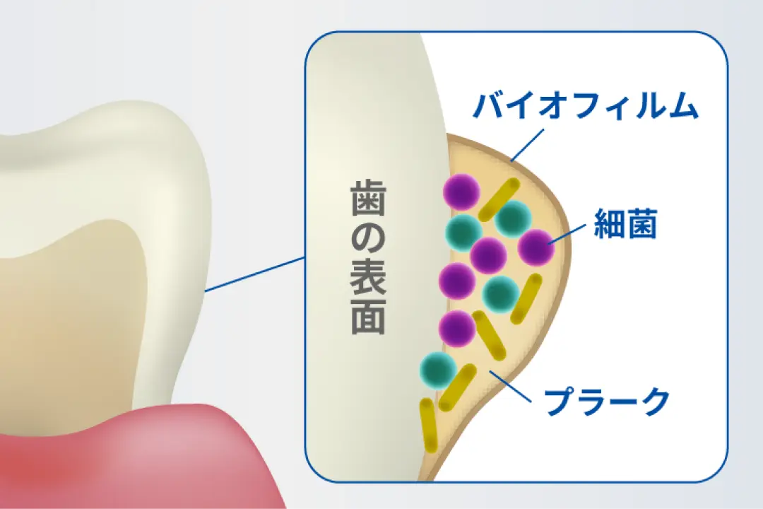 バイオフィルムイメージ