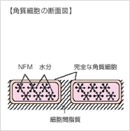 角質細胞の断面図