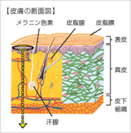 皮膚の断面図