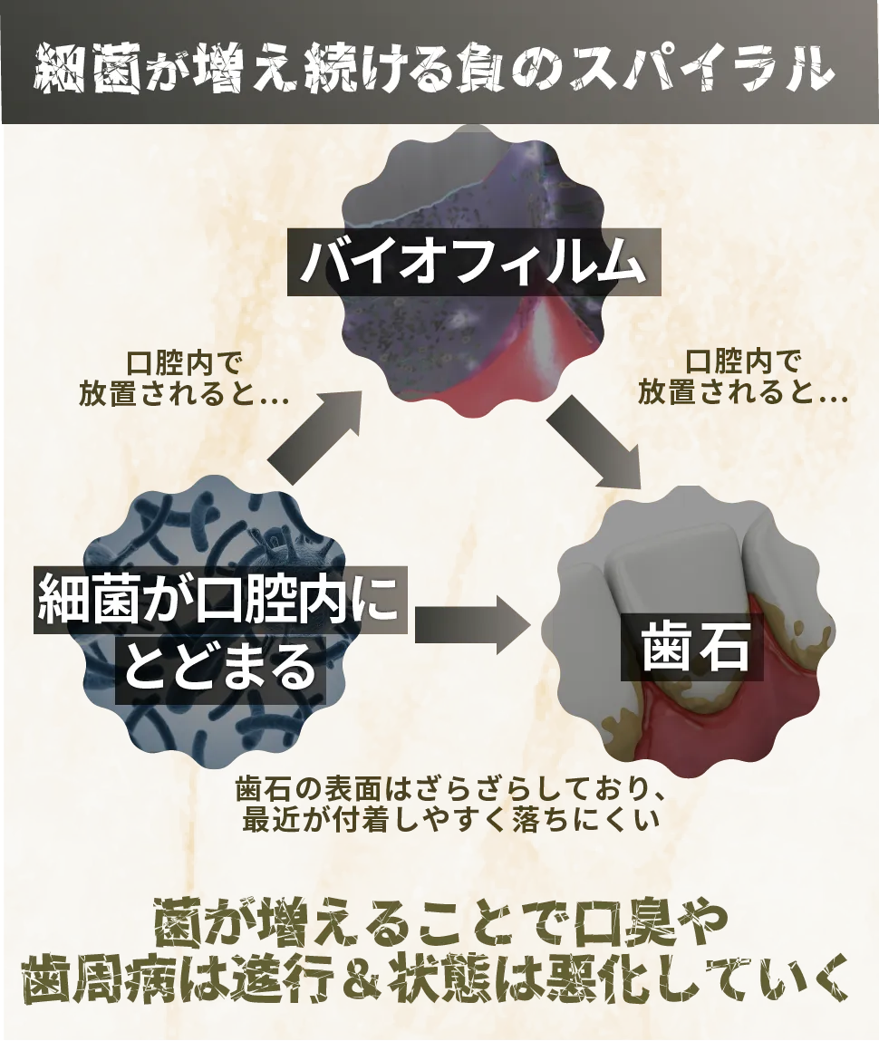 バイオフィルムがあることで歯石ができ、歯石があることでさらにバイオフィルムが生成されやすくなる様子